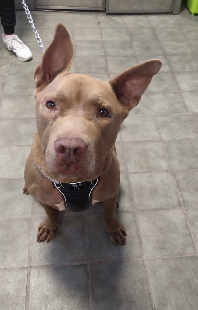 Peluquería canina Yolapatitas